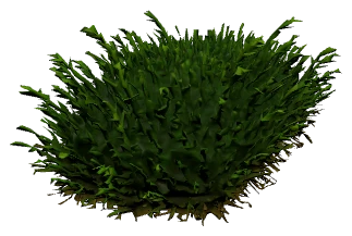 Fissidens fontanus