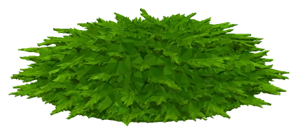 Java Moss (Taxiphyllum barbieri)