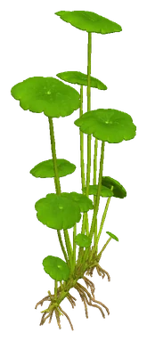 Umbrella Pennywort (Hydrocotyle verticillata)