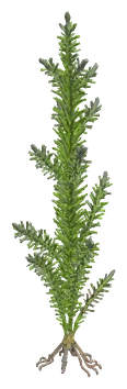 Mayaca fluviatilis