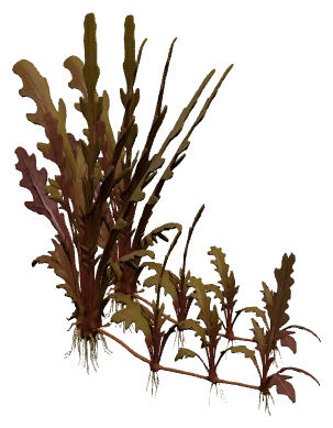 Hygrophila pinnatifida