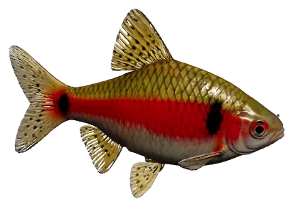 Odessa Barb (Pethia padamya)