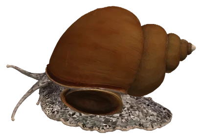 Chinese Mystery Snail (Cipangopaludina chinensis)