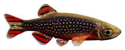 Celestial Pearl Danio (Danio margaritatus)
