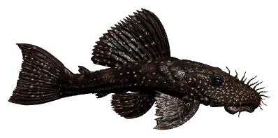 Bristlenose Pleco (Ancistrus cf. cirrhosus)