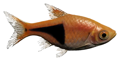 Harlequin Rasbora (Trigonostigma heteromorpha)