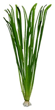 Vallisneria nana