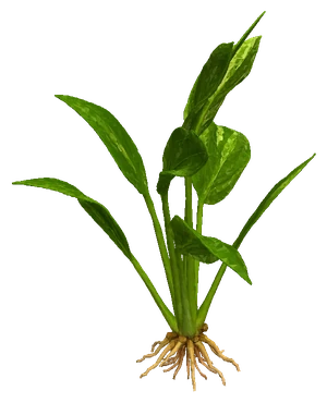 Marble Queen Sword (Echinodorus cordifolius 'Marble Queen')