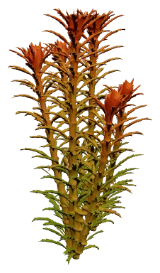 Proserpinaca palustris