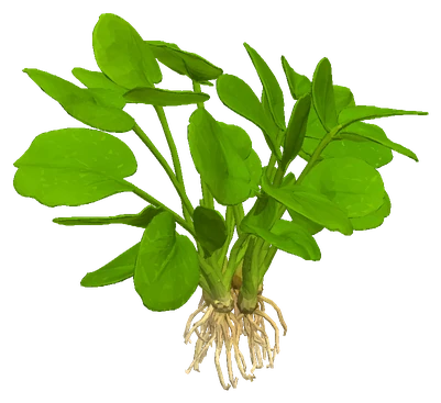 Echinodorus 'Aquartica'