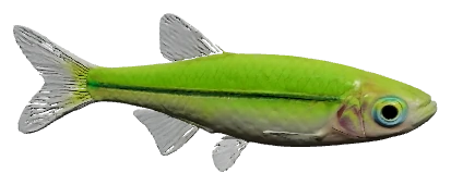 Kubotai Rasbora (Microdevario kubotai)