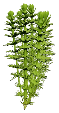 Limnophila sessiliflora