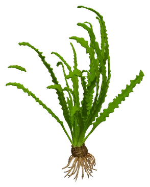 Aponogeton longiplumulosus
