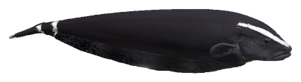 Black Ghost Knifefish (Apteronotus albifrons)