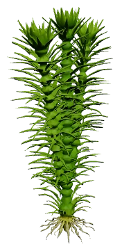 Pogostemon erectus