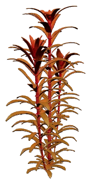 Ammannia gracilis