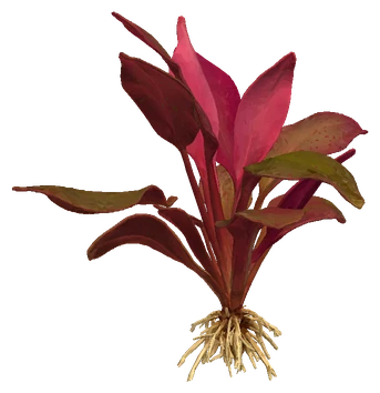 Lagenandra meeboldii 'Red' (Lagenandra meeboldii)