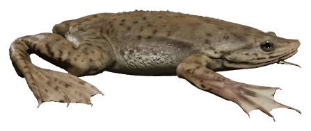 African Dwarf Frog (Hymenochirus boettgeri)