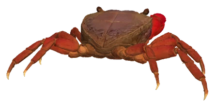 Red Claw Crab (Perisesarma bidens)