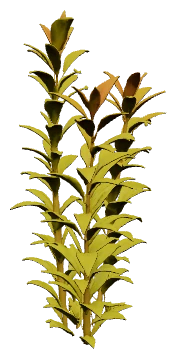 Ammannia pedicellata 'Golden' (Ammannia pedicellata)