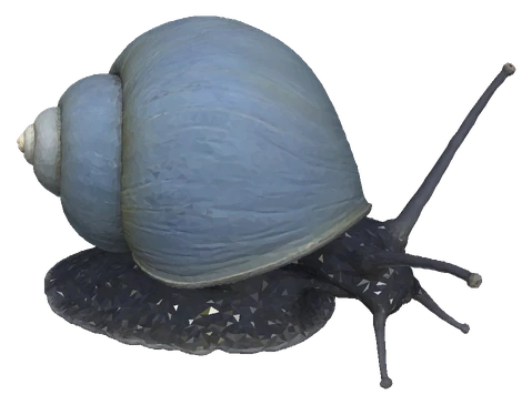 Mystery Snail, Blue