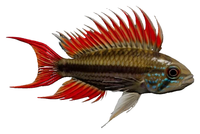Apistogramma cacatuoides