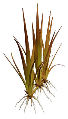 Juncus repens