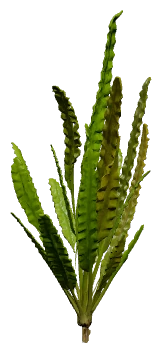 Cryptocoryne balansae (Cryptocoryne crispatula)