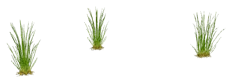 Dwarf Hairgrass (Eleocharis parvula)