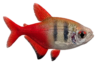 Flame Tetra (Hyphessobrycon flammeus)