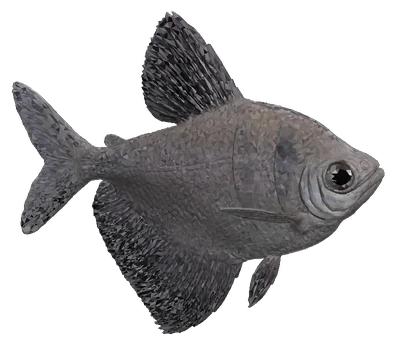 Black Skirt Tetra (Gymnocorymbus ternetzi)