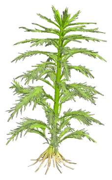 Giant Ambulia (Limnophila aquatica)