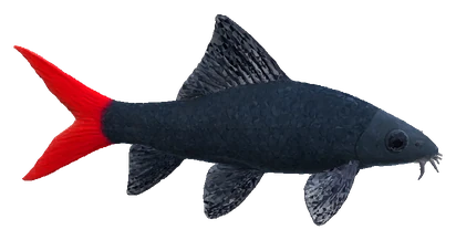 Red Tail Shark (Epalzeorhynchos bicolor)