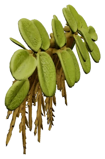 Salvinia minima