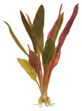 Echinodorus 'Rosé'