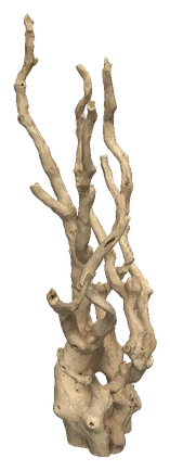 Ghost Wood