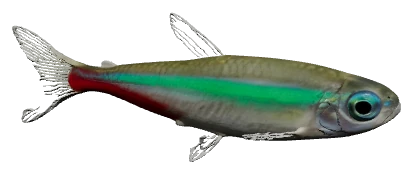 Green Neon Tetra (Paracheirodon simulans)