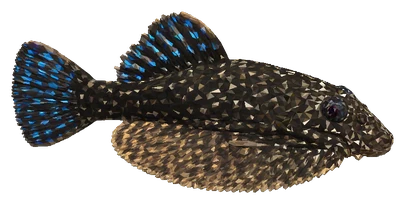 Borneo Sucker Loach (Gastromyzon spp.)