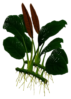 Anubias barteri 'Coffeefolia' (Anubias barteri)