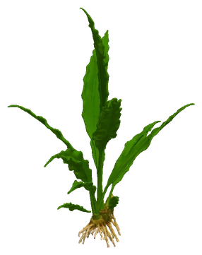 Anubias heterophylla