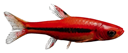 Chili Rasbora (Boraras brigittae)