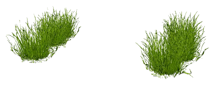 Utricularia graminifolia