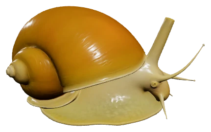 Mystery Snail (Pomacea diffusa)