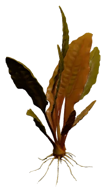 Cryptocoryne beckettii 'Petchii' (Cryptocoryne beckettii)