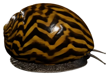 Nerite Snail (Neritina natalensis)