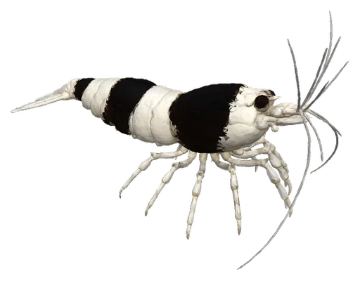 Crystal Red Shrimp, Crystal Black