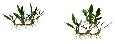 Cryptocoryne parva