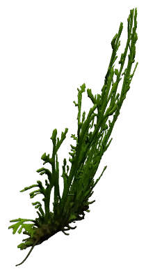 Mini Bolbitis (Bolbitis heteroclita 'Difformis')