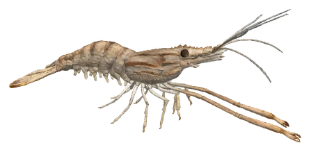 Whisker Shrimp (Macrobrachium spp.)