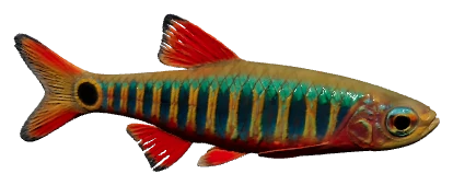 Emerald Dwarf Rasbora (Danio erythromicron)